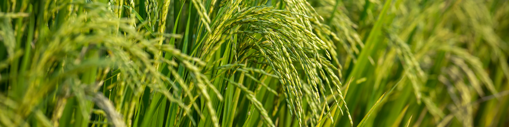 Check Out Our Precision Ag Resources